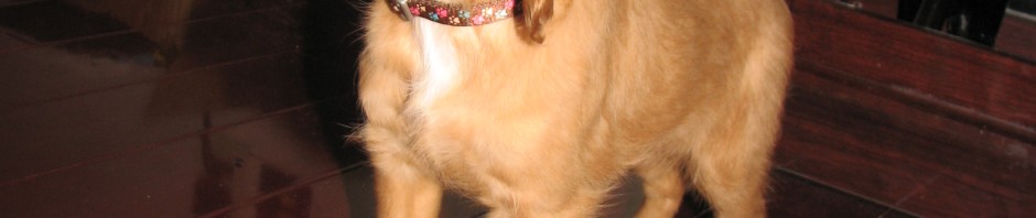 Sponsored Video: How our pets teach us to appreciate the simple things in life