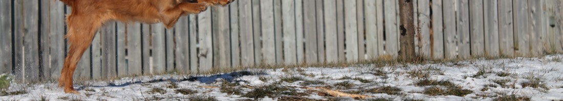 Oprah’s Life Class in Toronto: How has a particular animal changed your life?