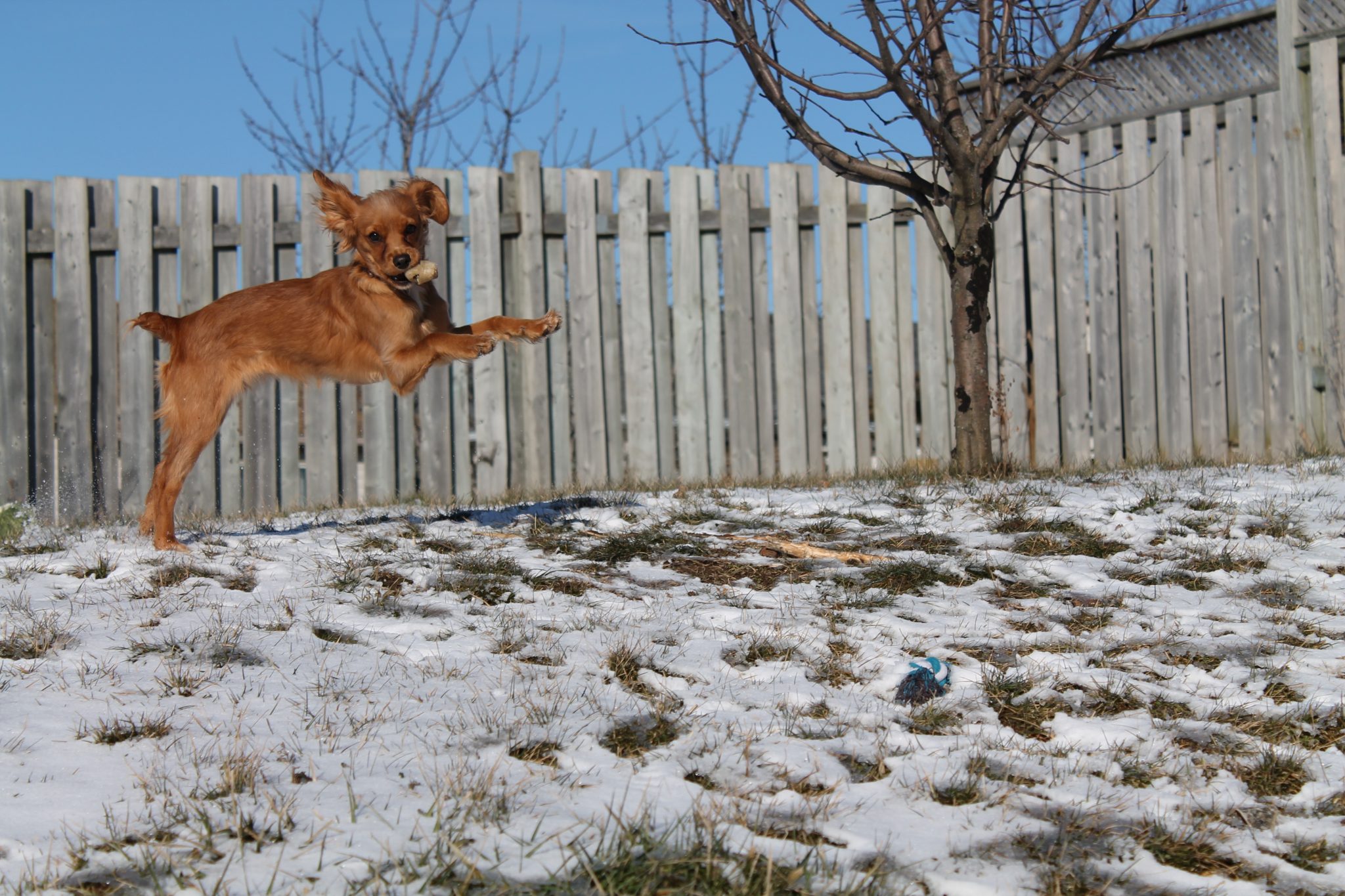 IAMS CELEBRATES SENIOR PETS WITH ESTELLE HARRIS AND LAUNCH OF IAMS SENIOR PLUS