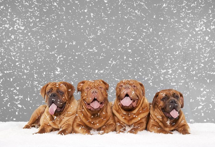 Purina-Winter-Wonderland-Contest