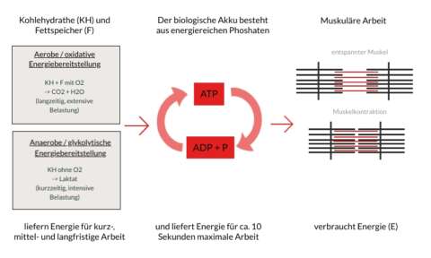Laktatdiagnostik: Modell der Energiebereitstellung