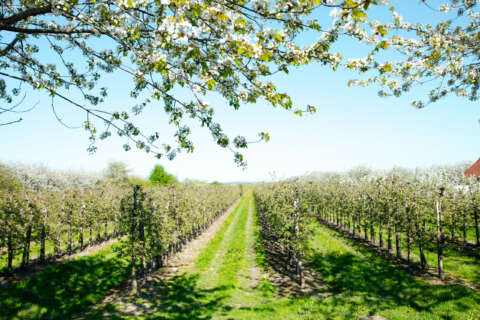 Sommerurlaub Norddeutschland: Apfelplantage im Alten Land
