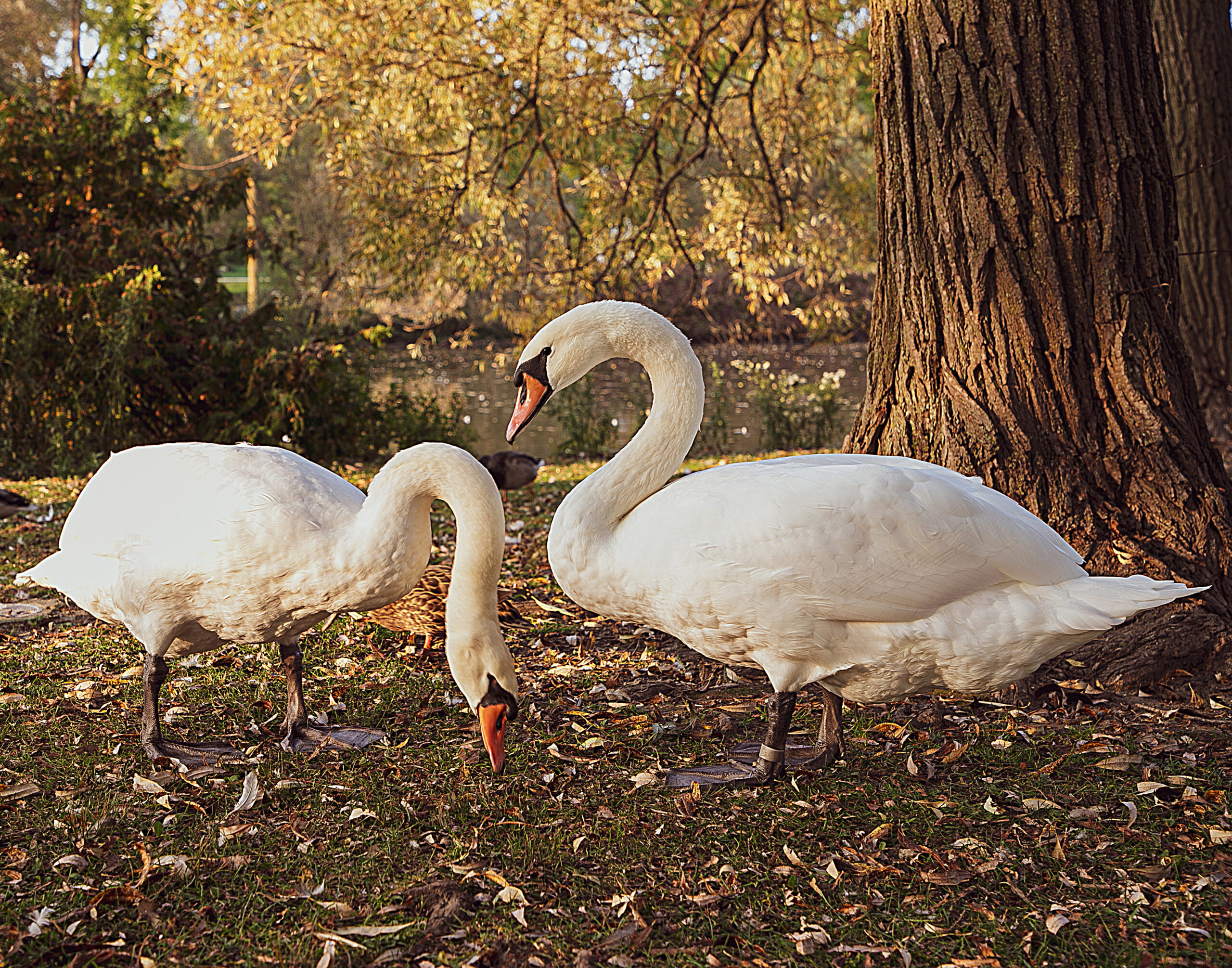 From Aquarius to Capricorn: Learning the Relationship Ropes Beyond the Stars