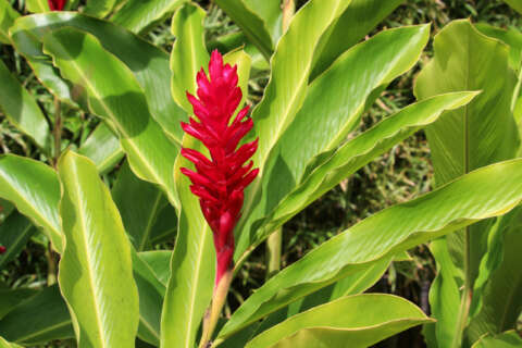 Ingwer: große Pflanze mit pinker Blüte