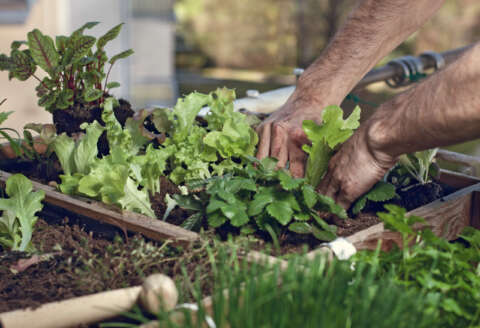 Urban Gardening: Pflücksalat im Hochbeet am Balkon anpflanzen
