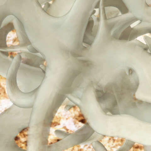 Faszien im 3D-Format