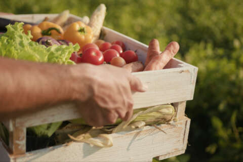 Slow Food: Ein Mann trägt eine Holzkiste mit frischem Gemüse und Salat.