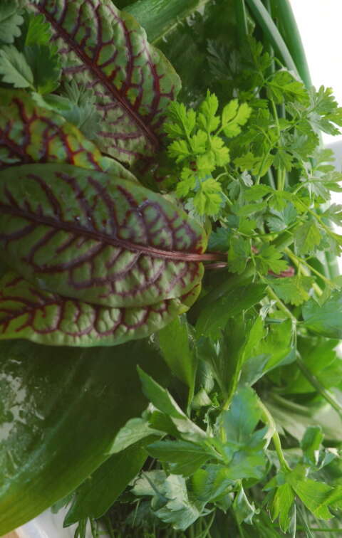 Spargel: Zubereitung Frankfurter verschieden frische Kräuter auf weißem Teller