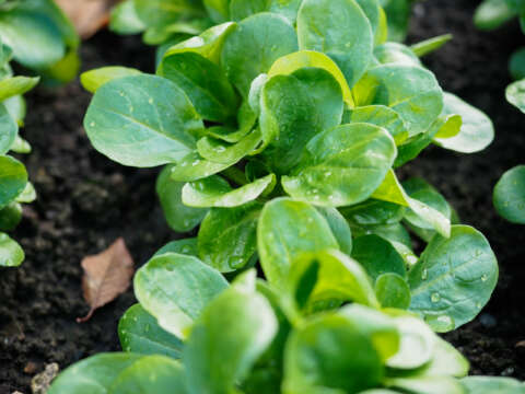 Feldsalat: frisch vom Feld - Bio