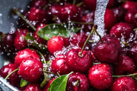 Kirschen: Frische Kirschen unter laufendem Wasser