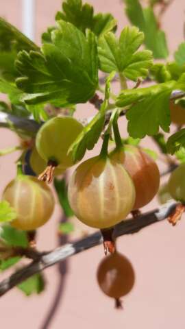 Stachelbeeren am Strauch