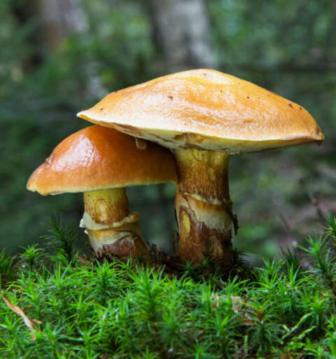 Pilze: zwei Gold-Röhrlinge auf Moos