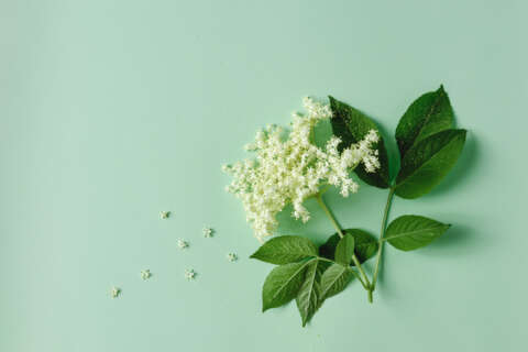 Holunderblüte auf leicht grünem Hintergrund