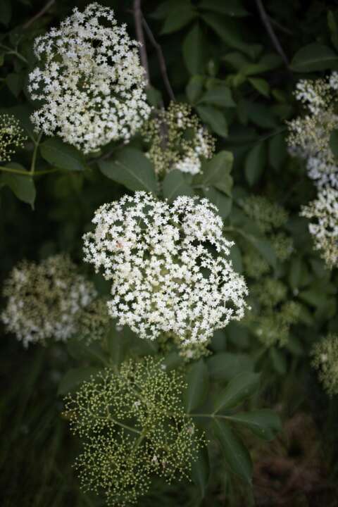 Holunder: Holunderstrauch mit Dolden