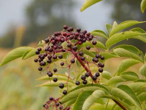 Holunder: Holunderbeeren am Baum