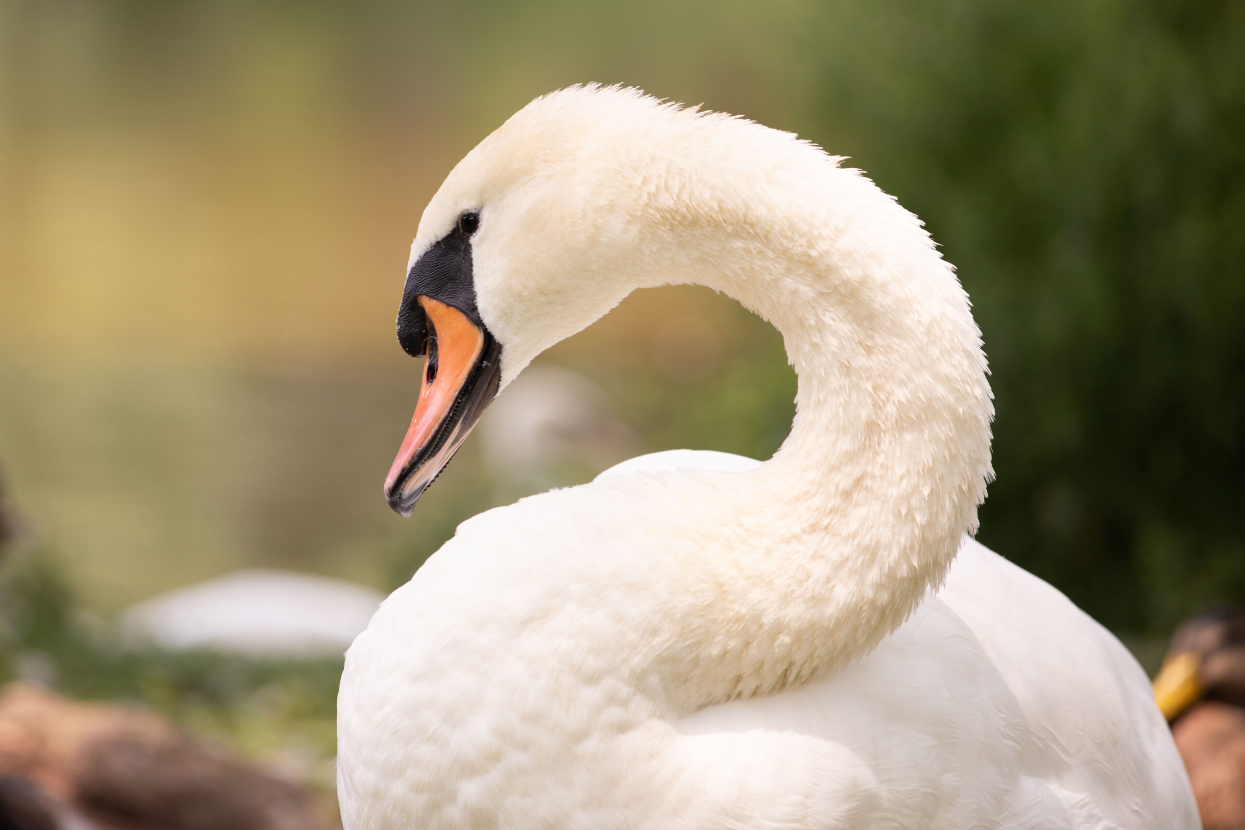 Tomorrow Will Be That Day